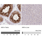 Anti-AK9 Antibody
