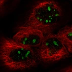 Immunofluorescence staining in A431 cell line with Anti-MKI67IP monoclonal antibody, showing specific staining of nucleoli in green. Microtubule- and nuclear probes are visualized in red and blue respectively (where available).