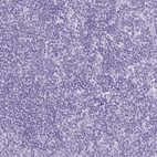 Immunohistochemical staining of human tonsil shows no positivity in non-germinal center cells as expected.