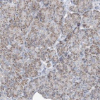 Immunohistochemical staining of human pancreas shows low expression as expected.