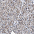 Immunohistochemical staining of human pancreas shows low expression as expected.