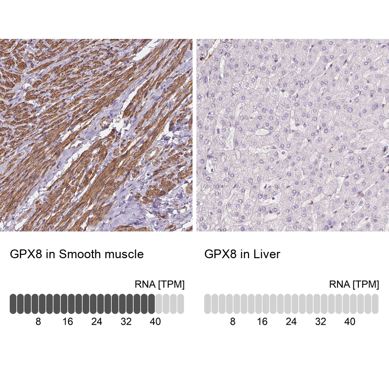 Anti-GPX8 Antibody