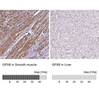 Anti-GPX8 Antibody