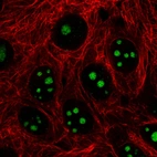 Immunofluorescence staining in MCF7 cell line with Anti-MKI67IP monoclonal antibody, showing specific staining of nucleoli in green. Microtubule- and nuclear probes are visualized in red and blue respectively (where available).