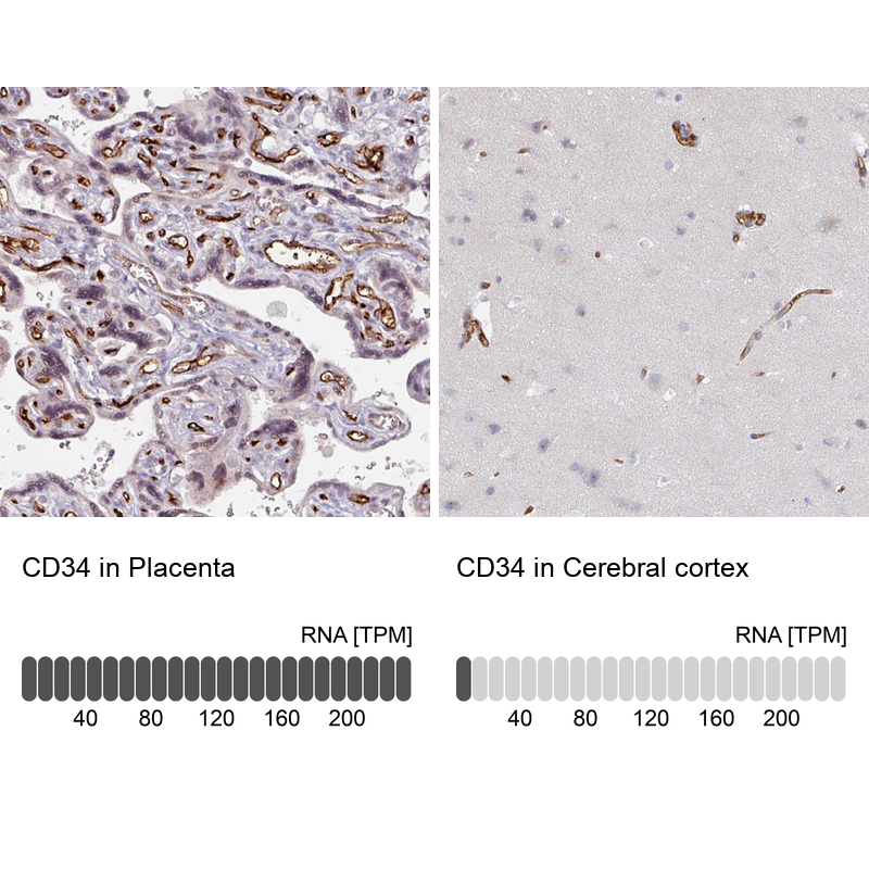 Anti-CD34 Antibody