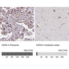 Anti-CD34 Antibody