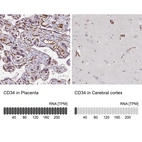 Anti-CD34 Antibody