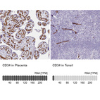 Immunohistochemistry analysis in human placenta and tonsil tissues using HPA036722 antibody. Corresponding CD34 RNA-seq data are presented for the same tissues.