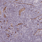 Anti-CD34 Antibody