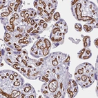 Immunohistochemical staining of human placenta shows moderate to strong membranous positivity in endothelial cells.