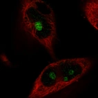 Immunofluorescence staining in U251 cell line with Anti-MKI67IP monoclonal antibody, showing specific staining of nucleoli in green. Microtubule- and nuclear probes are visualized in red and blue respectively (where available).