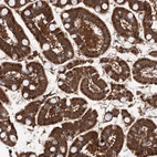 Immunohistochemical staining of human Small intestine shows strong granular cytoplasmic positivity in glandular cells.