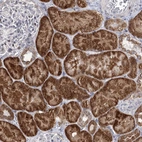 Immunohistochemical staining of human Kidney shows strong granular cytoplasmic positivity in cells in tubules.