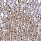 Anti-CNTLN Antibody