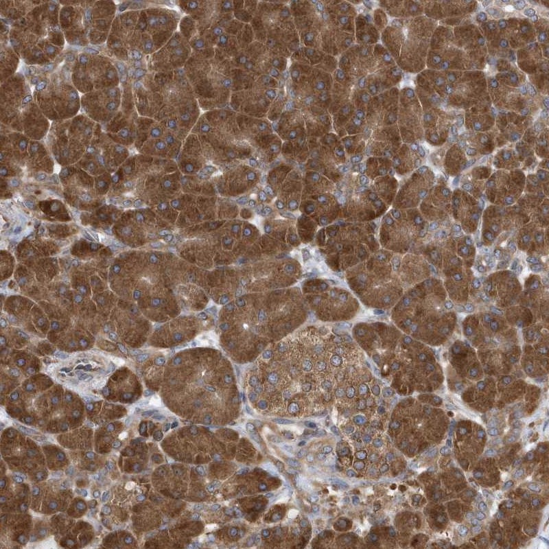 Anti-VAMP7 Antibody
