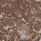 Anti-VAMP7 Antibody