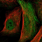 Immunofluorescent staining of human cell line U-2 OS shows localization to nucleoplasm & actin filaments.