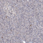 Immunohistochemical staining of human pancreas shows weak to moderate granular cytoplasmic positivity in exocrine glandular cells.