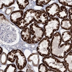 Immunohistochemical staining of human kidney shows high expression.