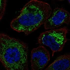 Immunofluorescent staining of human cell line PC-3 shows localization to mitochondria.