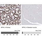Anti-BPHL Antibody
