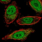 Immunofluorescent staining of human cell line PC-3 shows localization to nucleoplasm & mitochondria.
