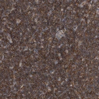 Anti-P2RY10 Antibody