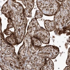 Immunohistochemical staining of human placenta shows strong cytoplasmic positivity in trophoblastic cells.