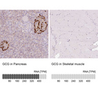 Anti-GCG Antibody