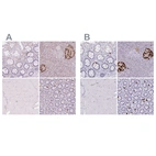 Immunohistochemical staining of human colon, pancreas, skeletal muscle and small intestine using Anti-GCG antibody HPA036760 (A) shows similar protein distribution across tissues to independent antibody HPA036761 (B).