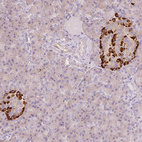 Immunohistochemical staining of human pancreas shows strong cytoplasmic positivity in endocrine glandular cells.