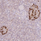 Immunohistochemical staining of human pancreas shows strong cytoplasmic positivity in endocrine glandular cells.
