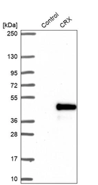 Western blot analysis in control (vector only transfected HEK293T lysate) and CRX over-expression lysate (Co-expressed with a C-terminal myc-DDK tag (~3.1 kDa) in mammalian HEK293T cells, LY424645).