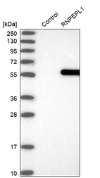 Western blot analysis in control (vector only transfected HEK293T lysate) and RNPEPL1 over-expression lysate (Co-expressed with a C-terminal myc-DDK tag (~3.1 kDa) in mammalian HEK293T cells, LY413206).