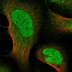 Immunofluorescent staining of human cell line U-2 OS shows localization to nucleoplasm & cytosol.