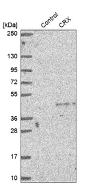 Western blot analysis in control (vector only transfected HEK293T lysate) and CRX over-expression lysate (Co-expressed with a C-terminal myc-DDK tag (~3.1 kDa) in mammalian HEK293T cells, LY424645).