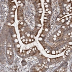 Immunohistochemical staining of human small intestine shows strong cytoplasmic positivity in glandular cells.