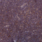 Immunohistochemical staining of human lymph node shows weak nuclear positivity in non-germinal center cells.