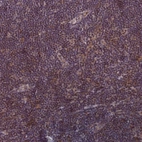 Immunohistochemical staining of human lymph node shows weak nuclear positivity in non-germinal center cells.