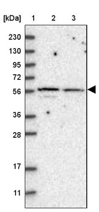 Anti-SH3BP2 Antibody