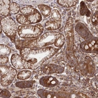 Immunohistochemical staining of human duodenum shows strong cytoplasmic positivity in glandular cells.