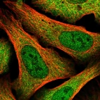 Immunofluorescent staining of human cell line U-2 OS shows localization to nucleoplasm & cytosol.