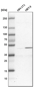 Western blot analysis in mouse cell line NIH-3T3 and rat cell line NBT-II.
