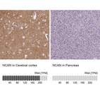 Anti-NCAN Antibody