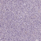 Immunohistochemical staining of human pancreas shows low expression as expected.