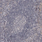 Immunohistochemical staining of human lymph node shows no positivity as expected.