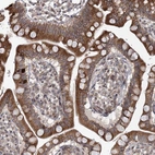 Immunohistochemical staining of human small intestine shows strong cytoplasmic positivity in glandular cells.