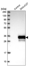Western blot analysis in control (vector only transfected HEK293T lysate) and DNAJC27 over-expression lysate (Co-expressed with a C-terminal myc-DDK tag (~3.1 kDa) in mammalian HEK293T cells, LY413917).