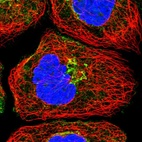 Immunofluorescent staining of human cell line A-431 shows localization to cytosol & the Golgi apparatus.