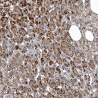 Immunohistochemical staining of human adrenal gland shows high expression.